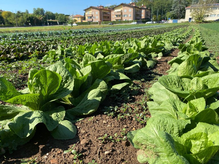 L’azienda agricola Brivio e Anedda