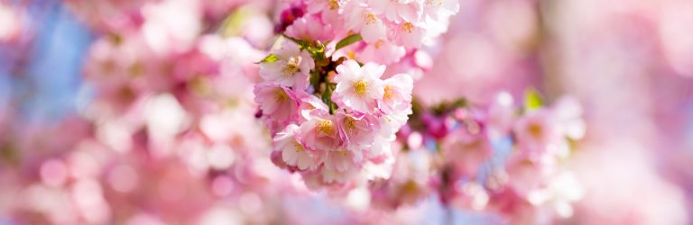 Primavera nel Meratese – Natura che si risveglia